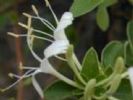 Honeysuckle Flower P.E.